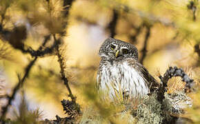 Eurasian Pygmy Owl