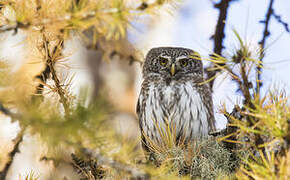 Eurasian Pygmy Owl