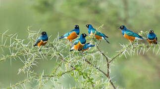 Superb Starling