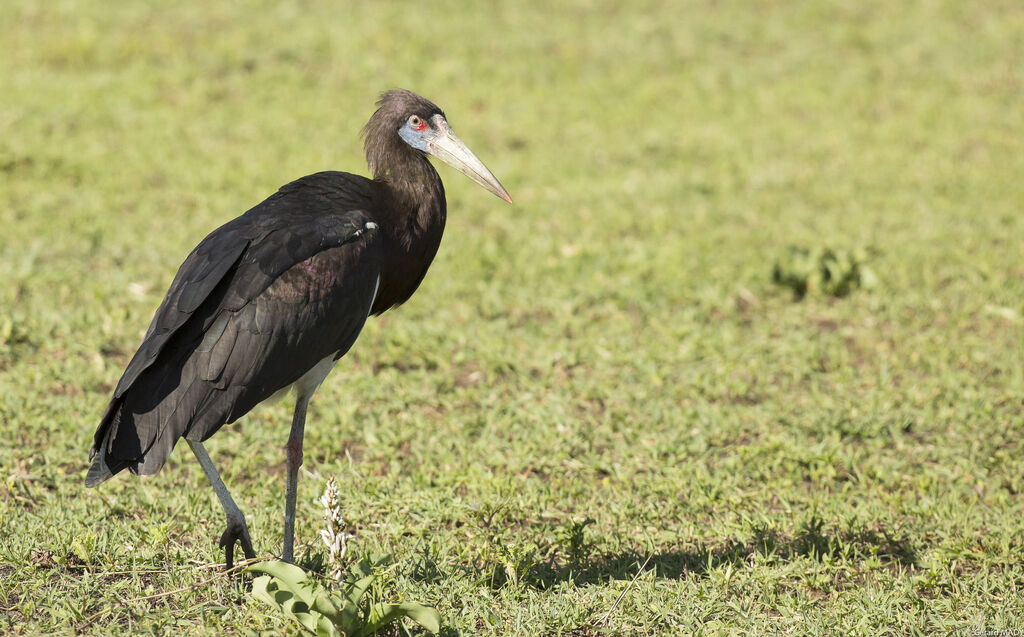 Abdim's Stork