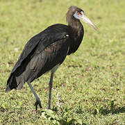 Abdim's Stork