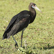 Cigogne d'Abdim