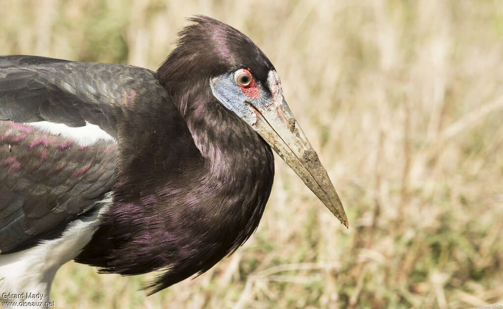 Cigogne d'Abdimadulte, portrait