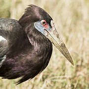 Abdim's Stork