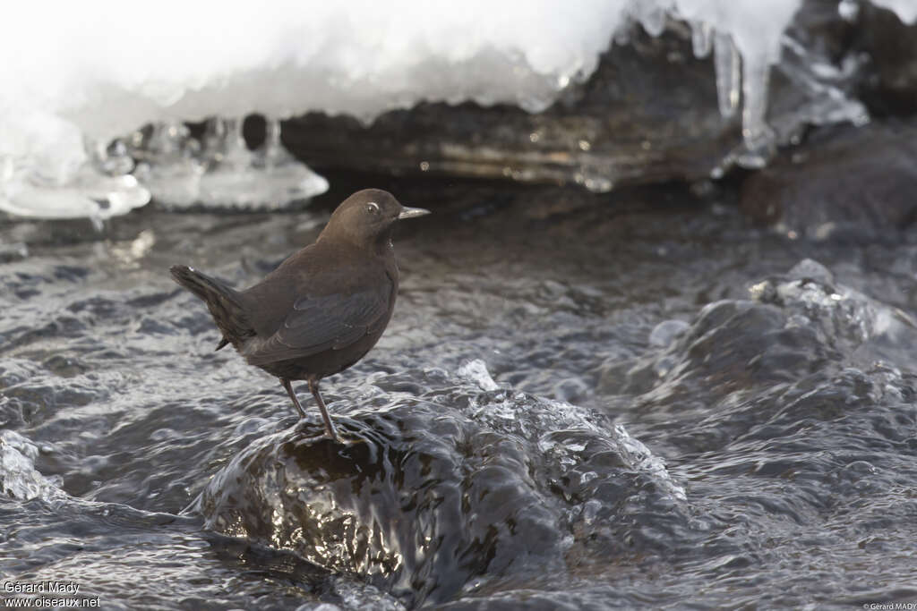 Brown Dipperadult, habitat