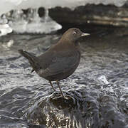 Brown Dipper