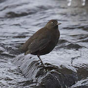 Brown Dipper