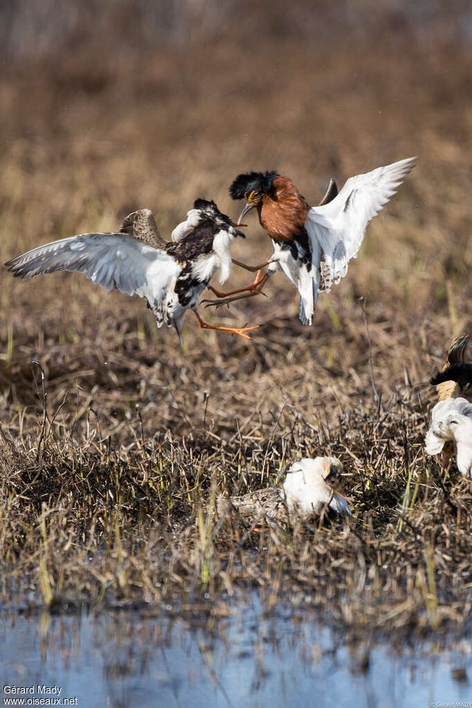 Ruff male adult breeding, courting display, Behaviour