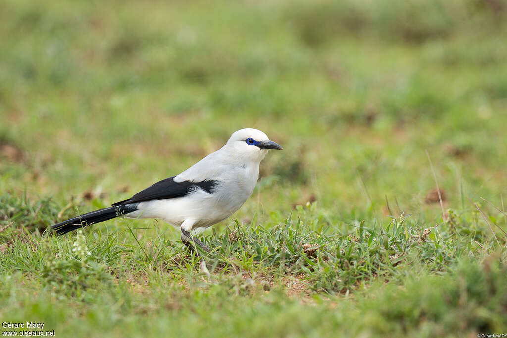 Stresemann's Bushcrowadult, identification