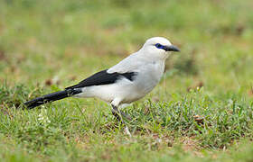 Stresemann's Bushcrow