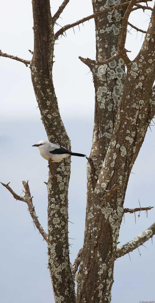 Stresemann's Bushcrow