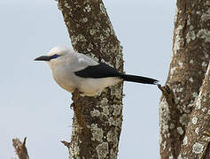 Stresemann's Bushcrow