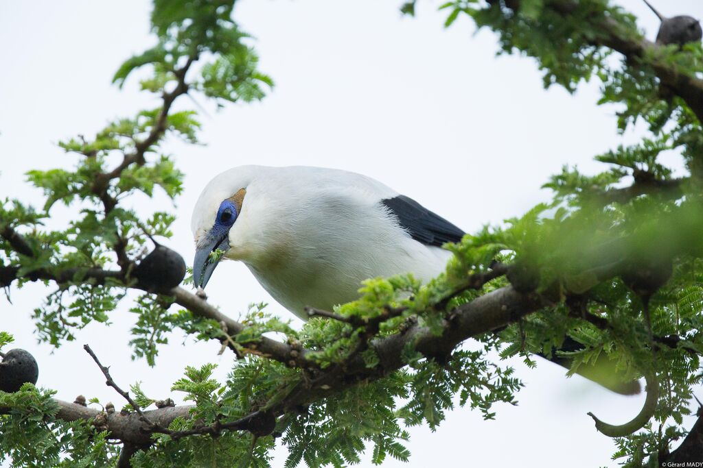 Stresemann's Bushcrow