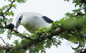 Stresemann's Bushcrow