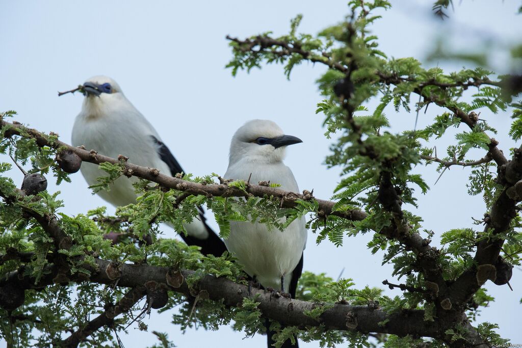 Stresemann's Bushcrow