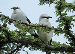 Stresemann's Bushcrow