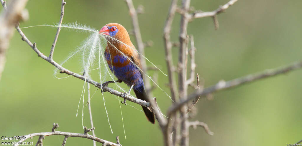 Purple Grenadier male adult, Reproduction-nesting