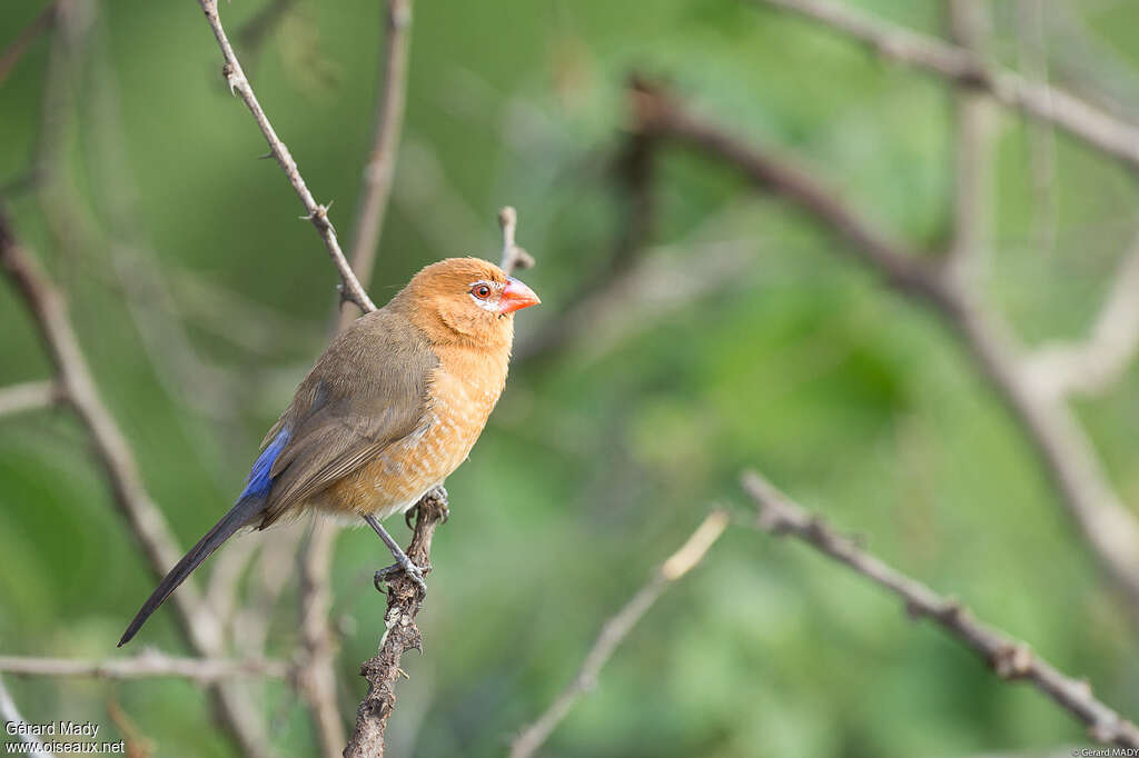 Cordonbleu violacé femelle adulte, identification