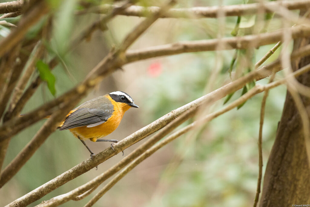 White-browed Robin-Chat