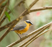 White-browed Robin-Chat