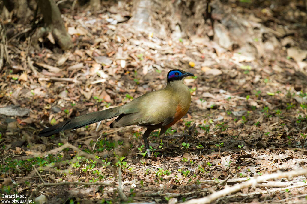 Coua géantadulte, identification