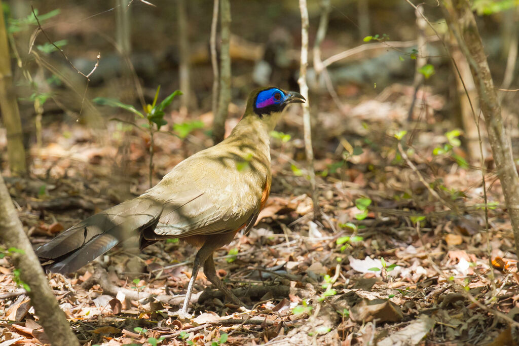 Giant Coua