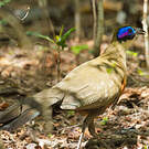 Coua géant
