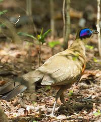 Coua géant