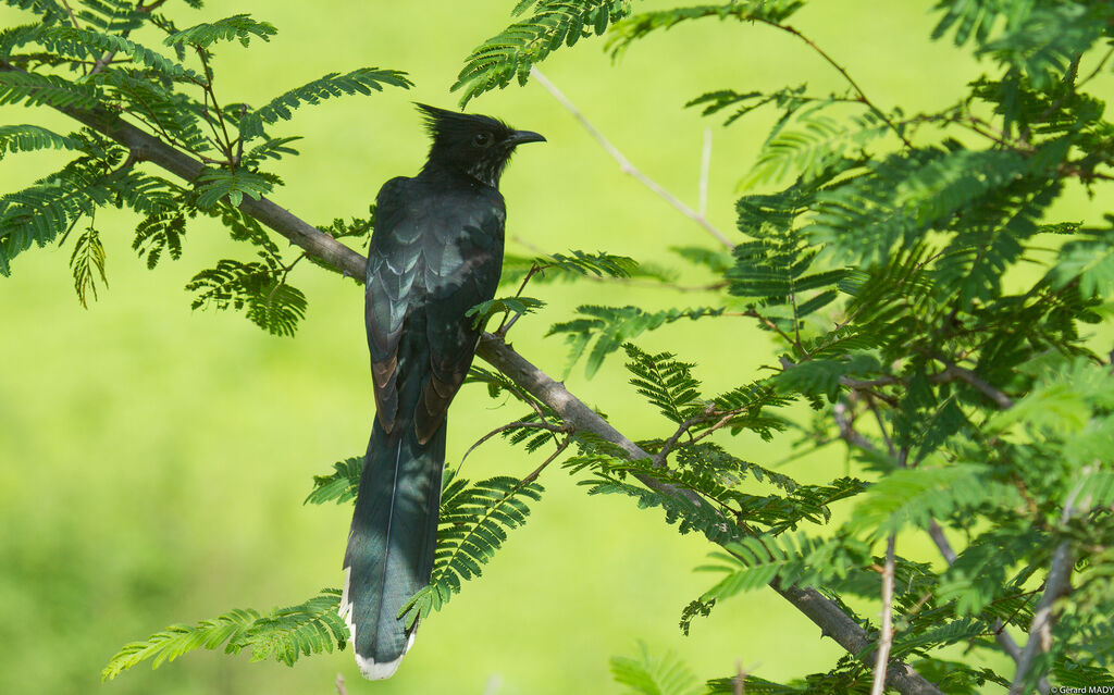 Levaillant's Cuckoo