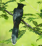 Levaillant's Cuckoo