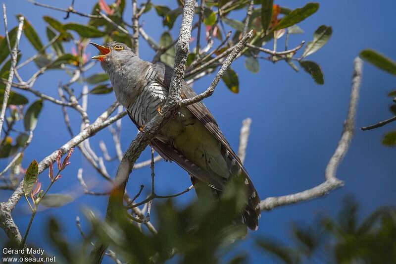 Madagascan Cuckoo male adult breeding, pigmentation, song