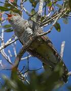 Madagascar Cuckoo