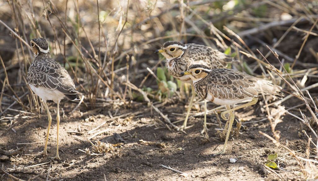 Three-banded Courser