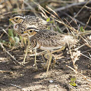 Three-banded Courser