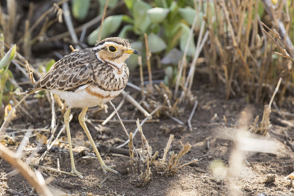 Three-banded Courser