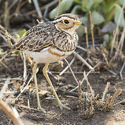 Three-banded Courser