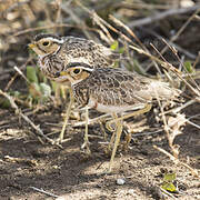 Three-banded Courser