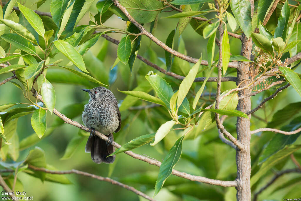 White-rumped Babbleradult