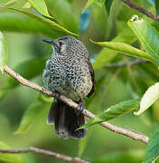 White-rumped Babbler