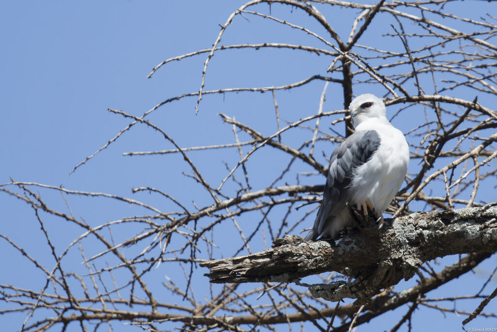 Black-winged Kite