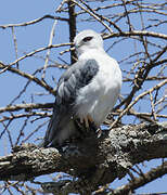 Black-winged Kite