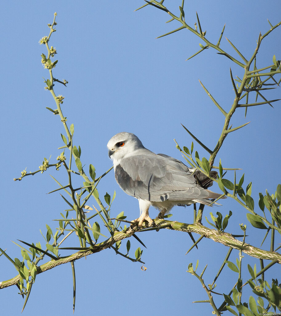 Black-winged Kite