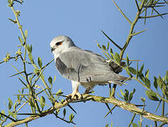 Black-winged Kite