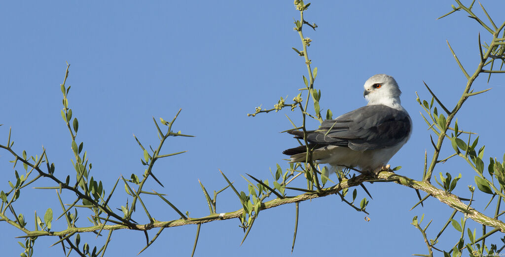 Black-winged Kite