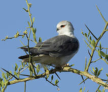 Black-winged Kite