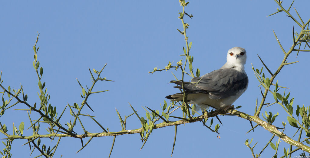 Black-winged Kite