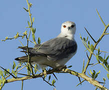 Black-winged Kite