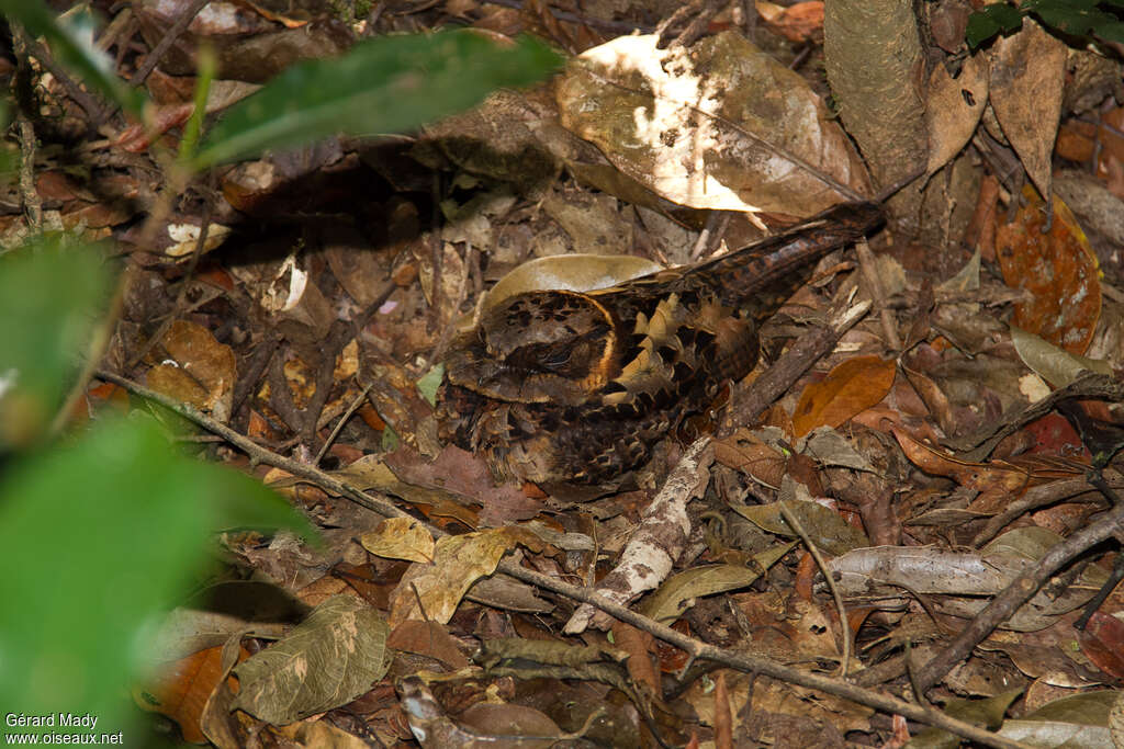 Collared Nightjaradult, identification