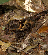 Collared Nightjar