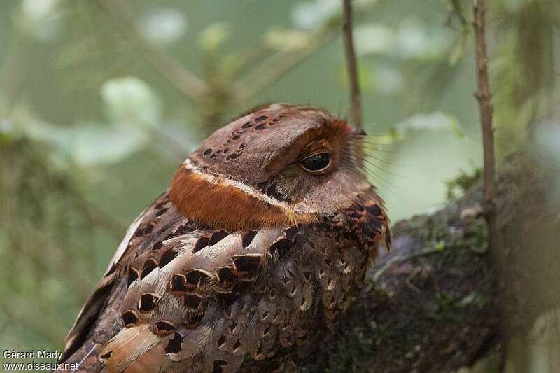 Collared Nightjaradult, pigmentation